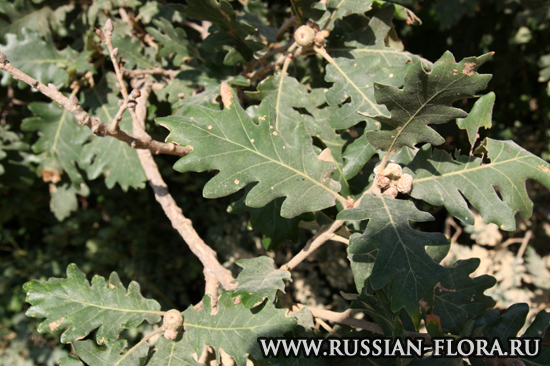 Дуб пушистый (Quercus pubescens)